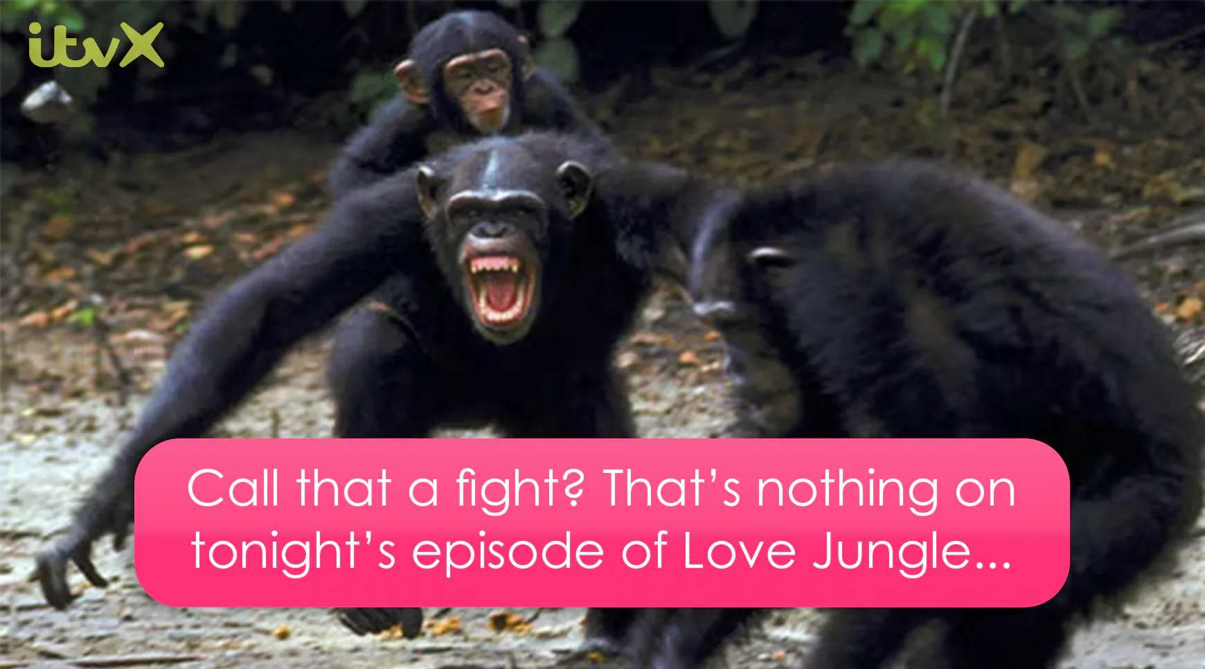 Love Jungle ident frame 2: Call that a fight?