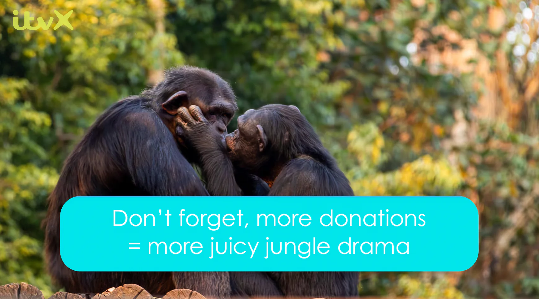 Love Jungle: Don't forget, more donations = more juicy jungle drama